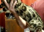 Beal Brown Rosetted - Bengal Cat For Sale - Bradner&comma; OH&comma; US