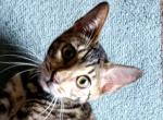Wink Cool Brown Black Rosetted - Bengal Cat For Sale - Bradner&comma; OH&comma; US