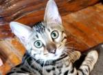 Dusty Silver Snow Rosetted - Bengal Cat For Sale - Bradner&comma; OH&comma; US