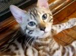 Turtle Snow Mink Male - Bengal Cat For Sale - Bradner&comma; OH&comma; US