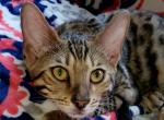 Woddle Brown Rosetted - Bengal Cat For Sale - Bradner&comma; OH&comma; US