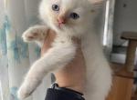 Flame male - Ragdoll Cat For Sale - Butler&comma; PA&comma; US