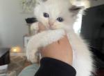 Seal bi color female - Ragdoll Cat For Sale - Butler&comma; PA&comma; US