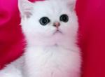 Gorgerous british girl silver shaded - British Shorthair Cat For Sale - CA&comma; US
