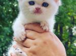 Amur - British Shorthair Cat For Sale - Atlanta&comma; GA&comma; US