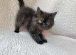 Louie - Exotic Cat For Sale - Bois D Arc&comma; MO&comma; US