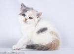 British shorthair tricolor blue calico baby girls - British Shorthair Cat For Sale - TX&comma; US