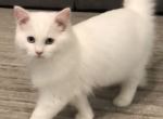 Snowboll - Ragdoll Cat For Sale - NC&comma; US