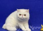 Ilya - Exotic Cat For Sale - Yucca Valley&comma; CA&comma; US