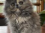 Q Litter - Persian Cat For Sale - Sheridan&comma; MI&comma; US