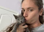 Ronny - Russian Blue Cat For Sale - Brooklyn&comma; NY&comma; US