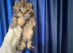 Scottish fold - Scottish Fold Cat For Sale - Fort Wayne&comma; IN&comma; US