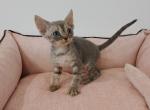 Irma - Devon Rex Cat For Sale - CA&comma; US