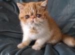 Gia - Exotic Cat For Sale - Lemont&comma; IL&comma; US