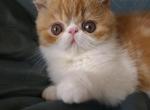 Gandalf - Exotic Cat For Sale - Lemont&comma; IL&comma; US