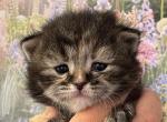 Everly - Siberian Cat For Sale - Clintwood&comma; VA&comma; US