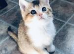 Tri color Calico Lucy - British Shorthair Cat For Sale - WI&comma; US