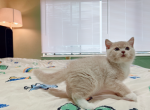 Royce - Munchkin Cat For Sale - Staten Island&comma; NY&comma; US
