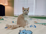 Fimi - Munchkin Cat For Sale - Staten Island&comma; NY&comma; US