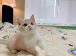 yomi - Munchkin Cat For Sale - Staten Island&comma; NY&comma; US