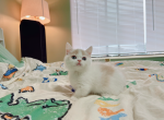 Fido - Munchkin Cat For Sale - Staten Island&comma; NY&comma; US