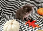 coconut - Maine Coon Cat For Sale - Westfield&comma; MA&comma; US