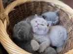Kittens - British Shorthair Cat For Sale - Philadelphia&comma; PA&comma; US