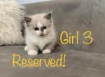 Summer Litter AVAILABLE - Ragdoll Cat For Sale - Mount Vernon&comma; WA&comma; US