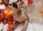 Alicia - Sphynx Cat For Sale - Mundelein&comma; IL&comma; US