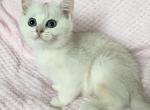 Sunny - British Shorthair Cat For Sale - New York&comma; NY&comma; US
