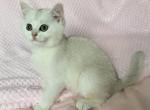 Sunny - British Shorthair Cat For Sale - Brooklyn&comma; NY&comma; US