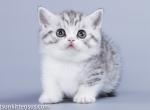 Big eyed boy Navruz silver tabby bicolor munchkin - Munchkin Cat For Sale - TX&comma; US