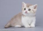 Nolik munchkin british fawn boy with short legs - Munchkin Cat For Sale - TX&comma; US
