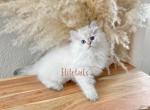 British Blue eyed color point female - British Shorthair Cat For Sale - Thornton&comma; CO&comma; US