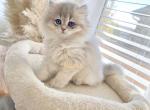 Blue Golden long haired British female - British Shorthair Cat For Sale - Thornton&comma; CO&comma; US