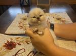 Seal mitted male - Ragdoll Cat For Sale - Minerva&comma; OH&comma; US