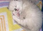 Female ragdoll - Ragdoll Cat For Sale - Minerva&comma; OH&comma; US