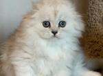 Two girls - Scottish Fold Cat For Sale - Kent&comma; WA&comma; US