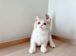 lucky - Munchkin Cat For Sale - Staten Island&comma; NY&comma; US
