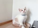 lubby - Munchkin Cat For Sale - Staten Island&comma; NY&comma; US
