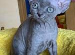 Blue - Devon Rex Cat For Sale - Brooklyn&comma; NY&comma; US
