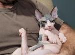 TICA Black BiColor - Sphynx Cat For Sale - Rockford&comma; IL&comma; US