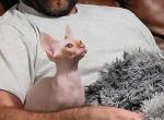TICA Red - Sphynx Cat For Sale - Rockford&comma; IL&comma; US