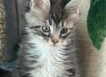 Arabella and Maximus - Maine Coon Cat For Sale - Boerne&comma; TX&comma; US