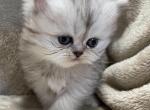 Cleo - Persian Cat For Sale - Callahan&comma; FL&comma; US