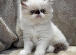 Sasha - Himalayan Cat For Sale - Callahan&comma; FL&comma; US