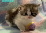Colette - Siberian Cat For Sale - Clintwood&comma; VA&comma; US