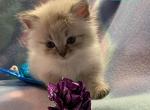 Curtis - Siberian Cat For Sale - Clintwood&comma; VA&comma; US