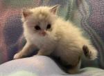 Christof - Siberian Cat For Sale - Clintwood&comma; VA&comma; US
