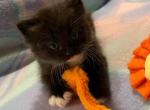Cole - Siberian Cat For Sale - Clintwood&comma; VA&comma; US